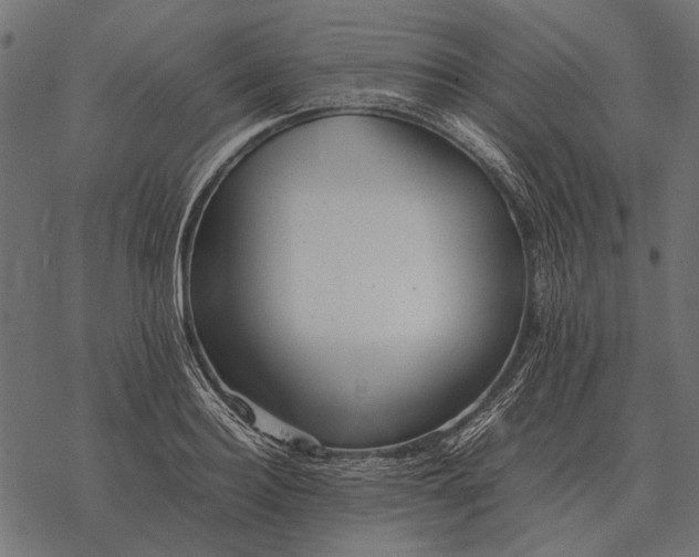 X0000077340940200611031752