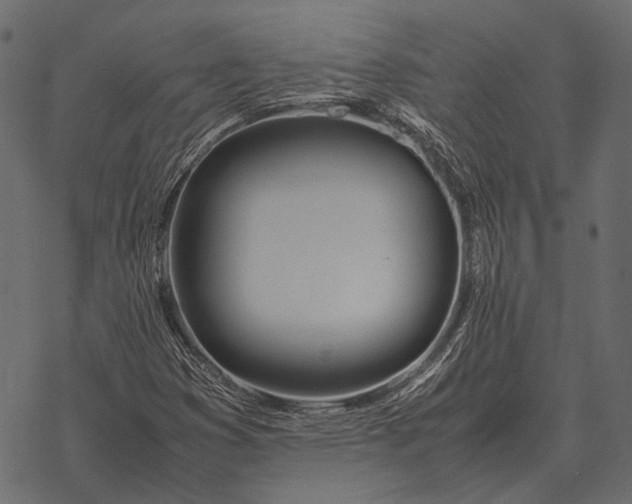 X0000077341353200611031745