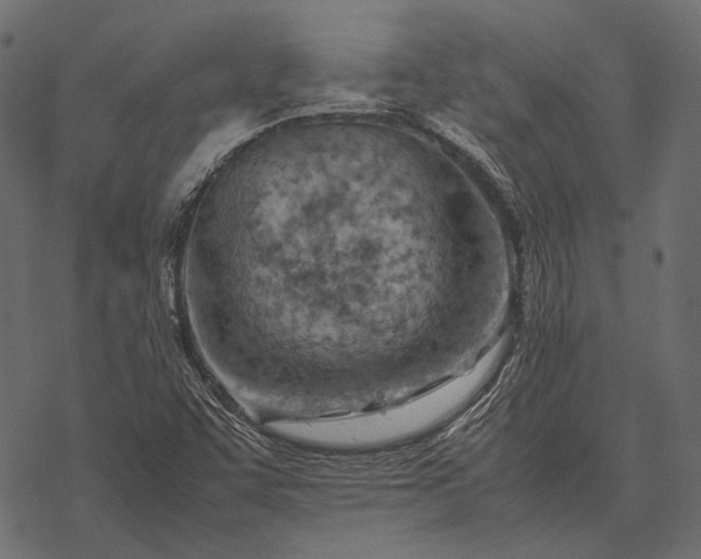 X0000077341455200611031743