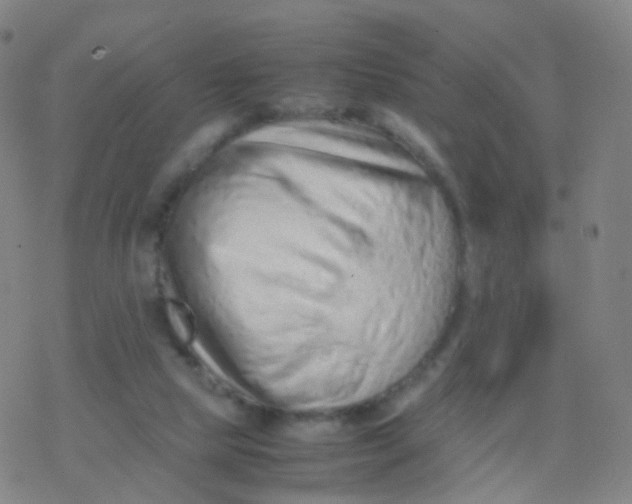 X0000077340065200611101559