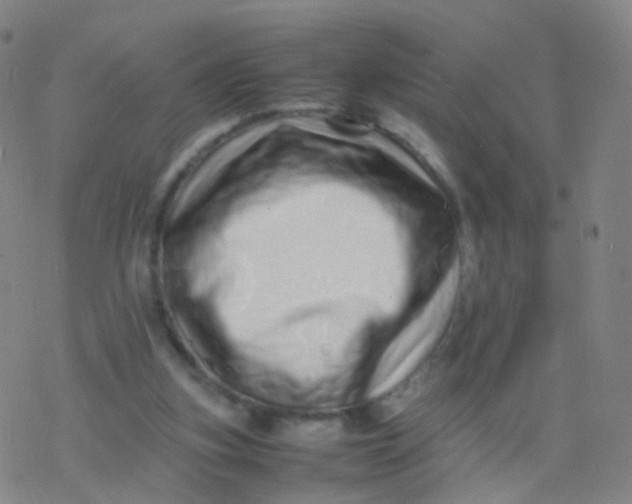 X0000077340155200611101557