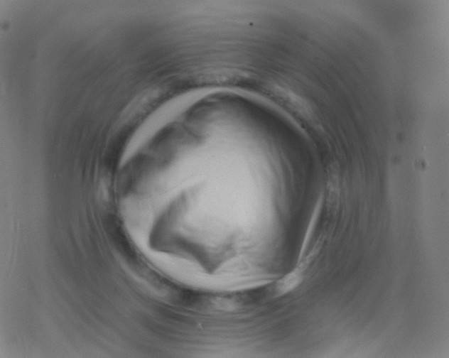 X0000077340166200611101558