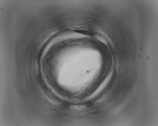 X0000077340251200611101556