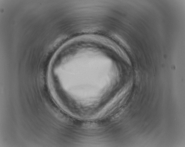 X0000077340354200611101554