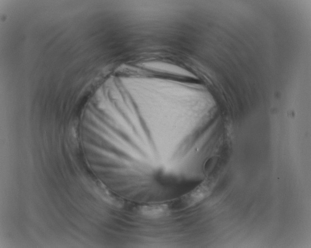 X0000077340373200611101555
