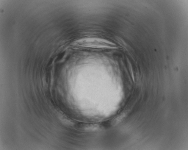 X0000077340377200611101555