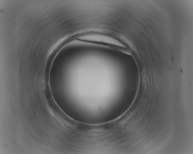 X0000077340536200611101551