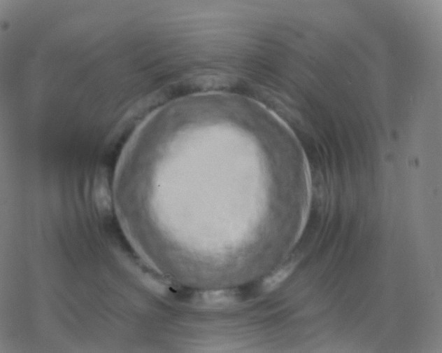 X0000077340622200611101550