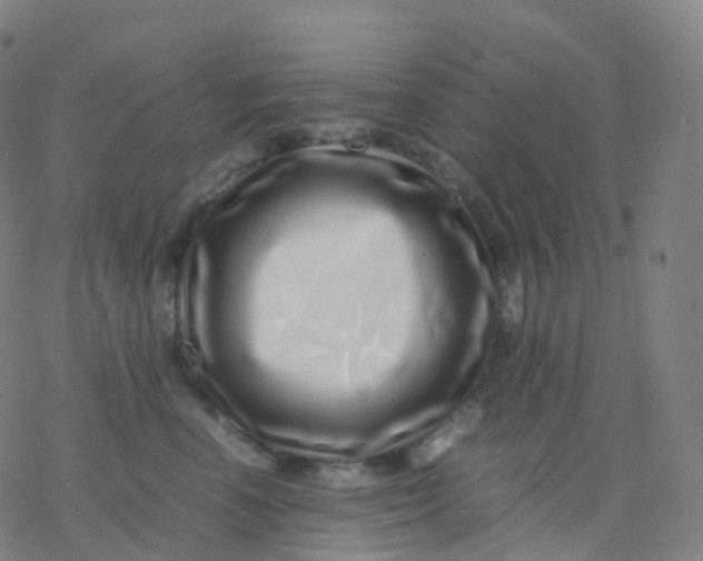 X0000077340666200611101550