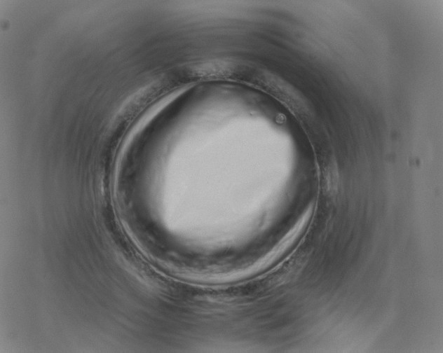 X0000077340733200611101548