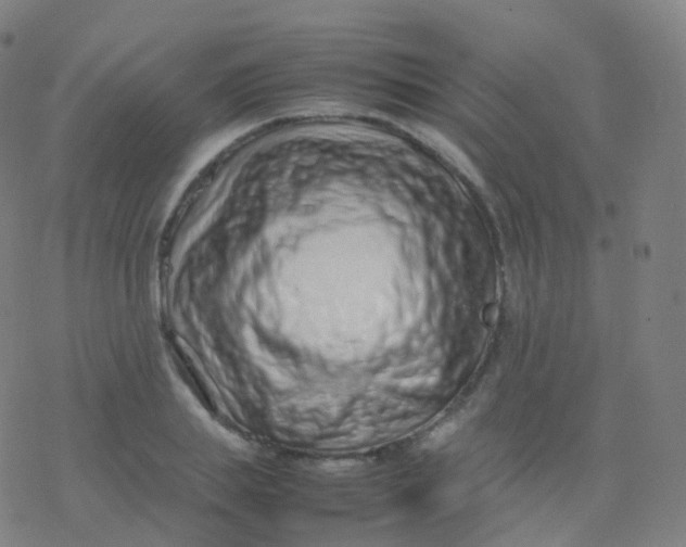 X0000077340839200611101547