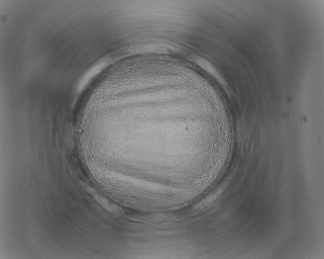 X0000077341067200611101543