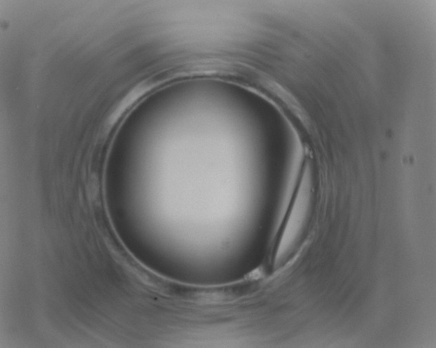 X0000077341465200611101536