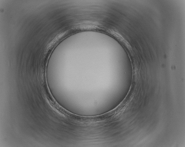 X0000077350533200610200917