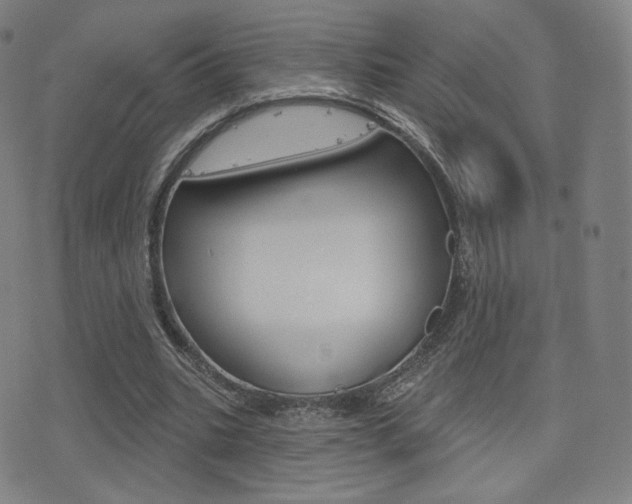X0000077350535200610200917