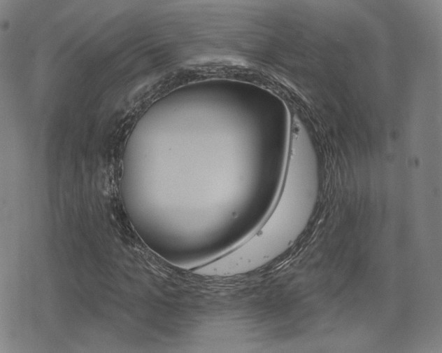 X0000077350965200610200911