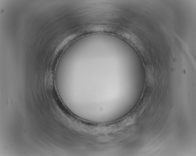 X0000077350016200610201336