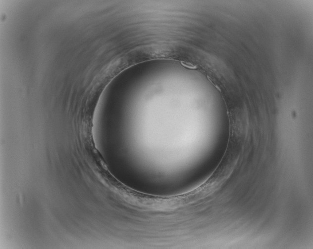 X0000077350044200610201336