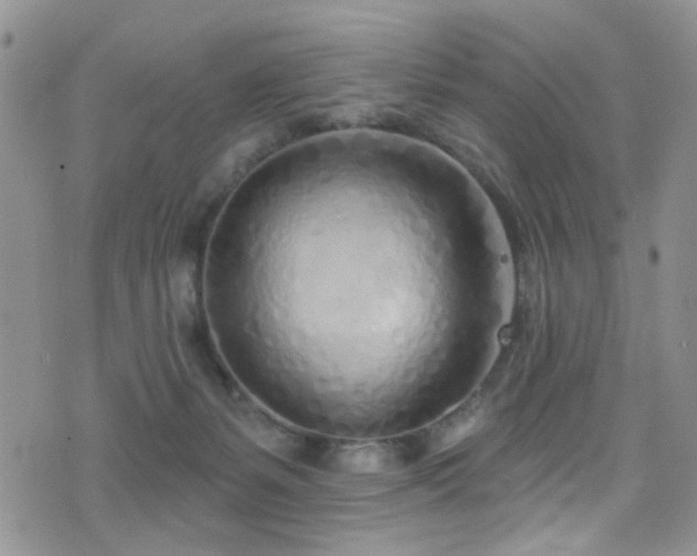X0000077350127200610201334
