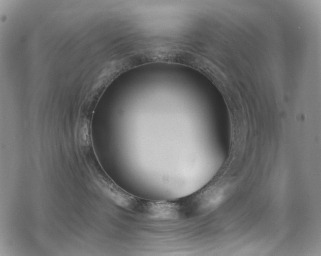 X0000077350336200610201331