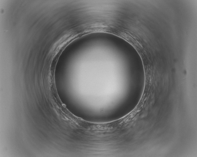 X0000077350338200610201330