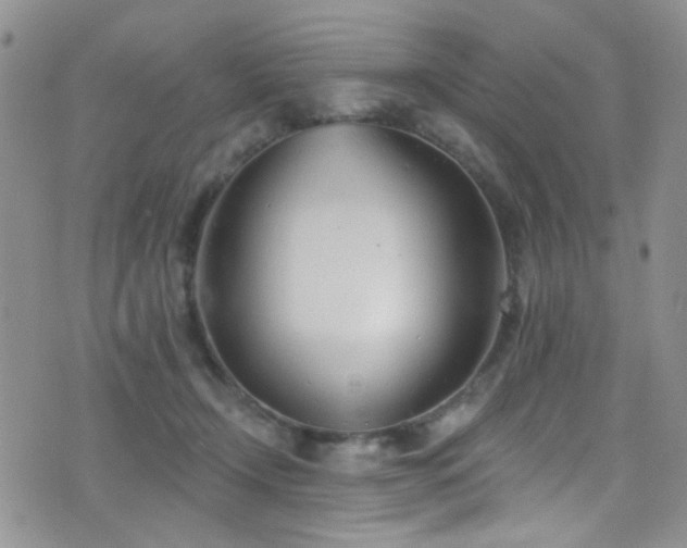 X0000077350366200610201330