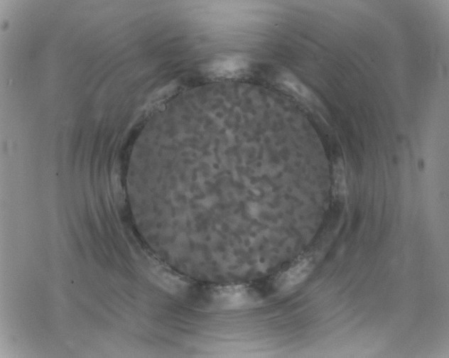 X0000077350377200610201331