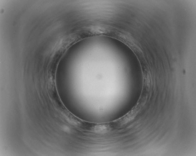 X0000077350418200610201329