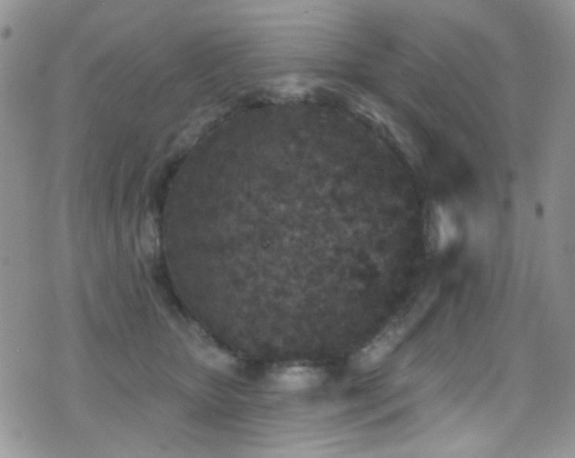 X0000077350467200610201329
