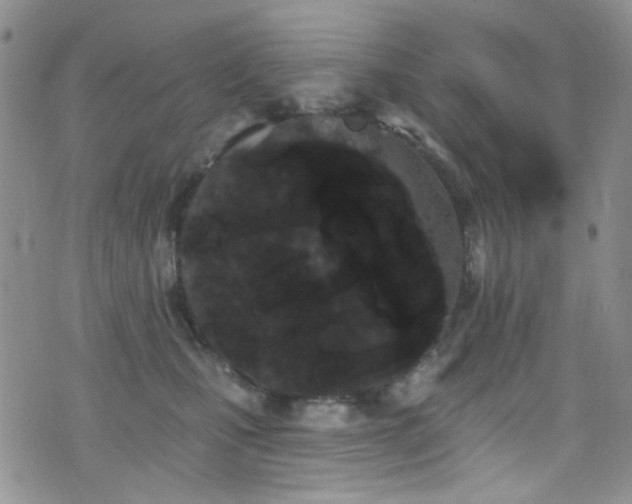 X0000077350471200610201329
