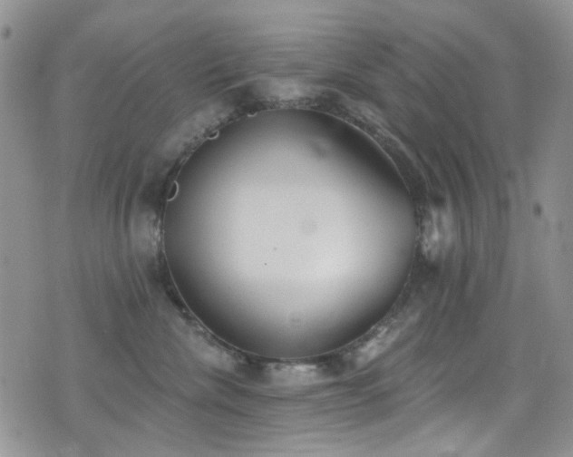 X0000077350476200610201329