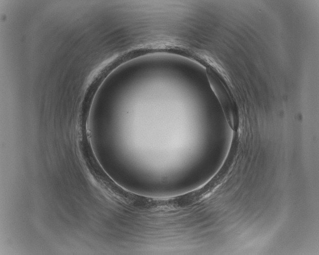 X0000077350536200610201327