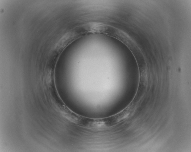 X0000077350554200610201327