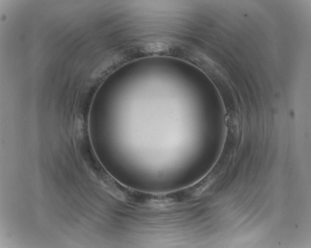 X0000077350556200610201327