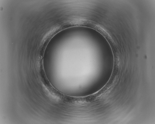 X0000077350586200610201327