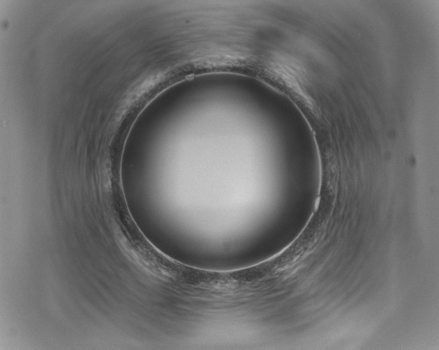 X0000077350631200610201325