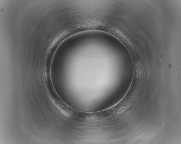 X0000077350634200610201325