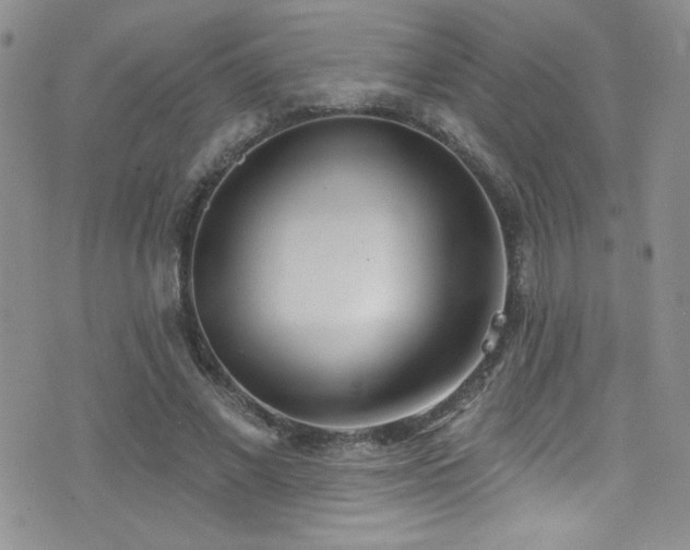 X0000077350685200610201325