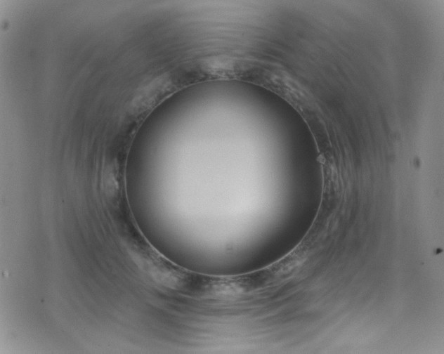 X0000077350702200610201325