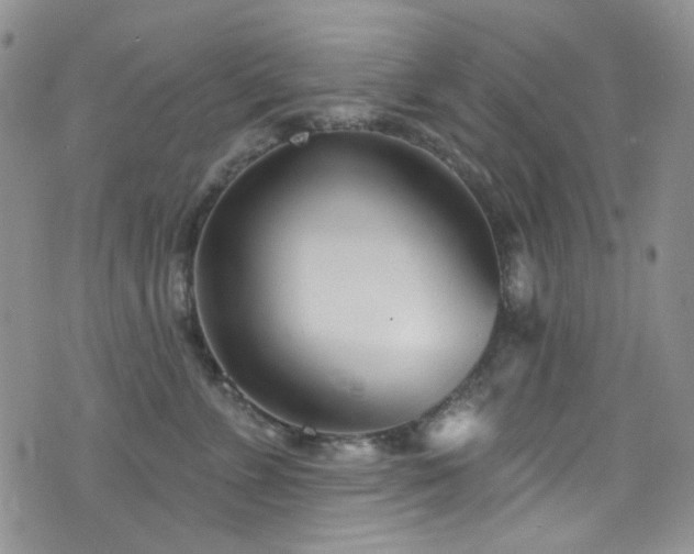X0000077350715200610201324