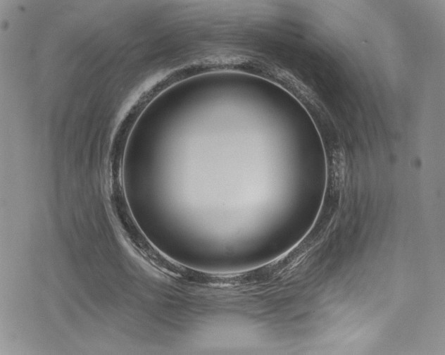 X0000077350726200610201324