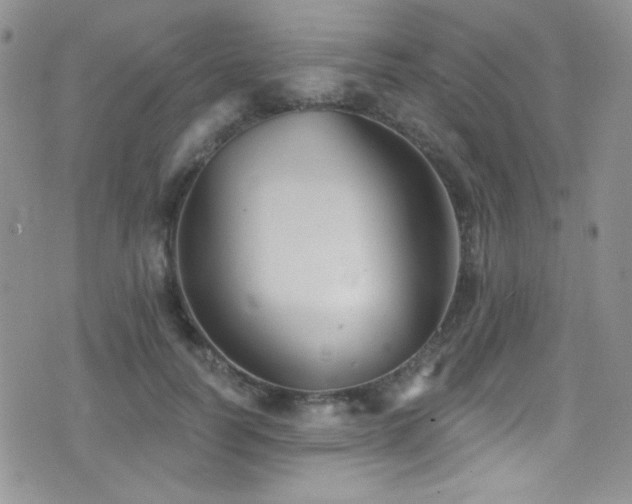 X0000077350746200610201324