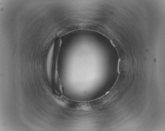 X0000077350750200610201324