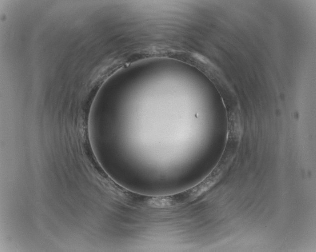 X0000077350762200610201324