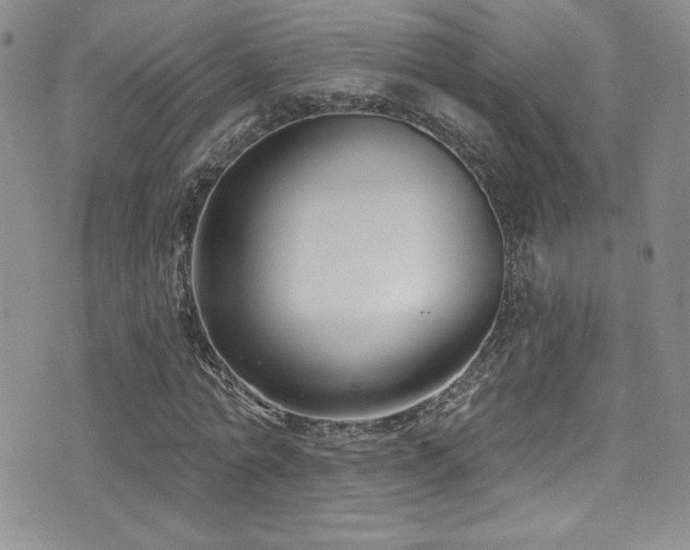 X0000077350774200610201324