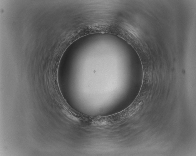 X0000077350817200610201322
