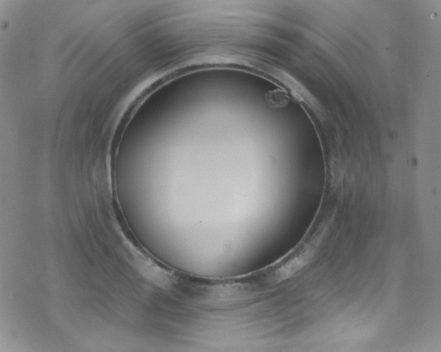 X0000077350988200610201320