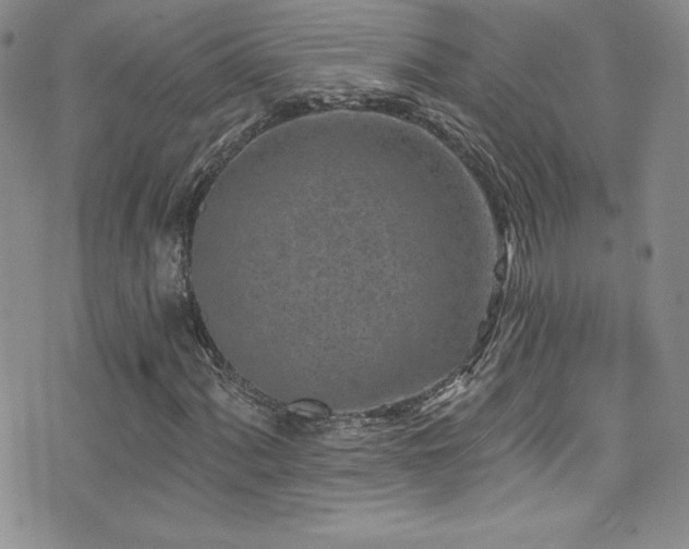 X0000077351060200610201319