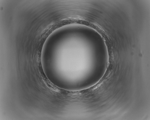 X0000077351110200610201317