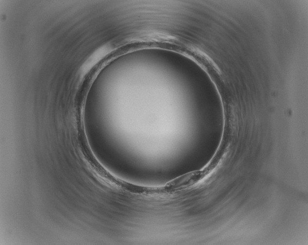 X0000077351114200610201317